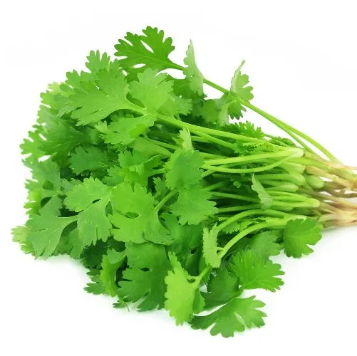 Coriander 4